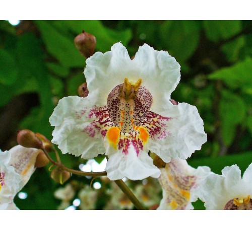Катальпа бигнониевидная (Catalpa bignonioides) С2
